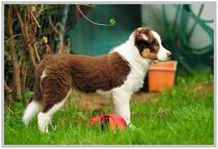 border collie speedy dream