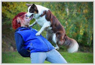 border collie speedy dream