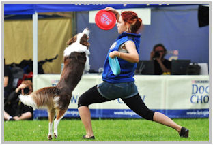 border collie speedy dream