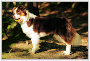 border collie speedy dream