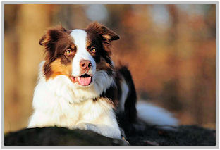 border collie speedy dream