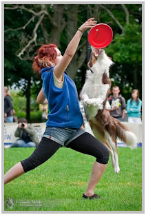 border collie speedy dream