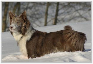 border collie speedy dream