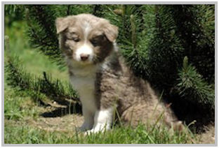 border collie speedy dream
