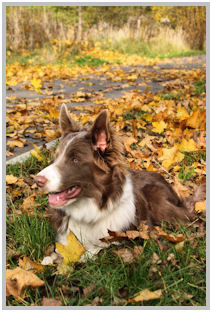 border collie speedy dream