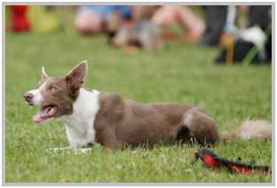 border collie speedy dream