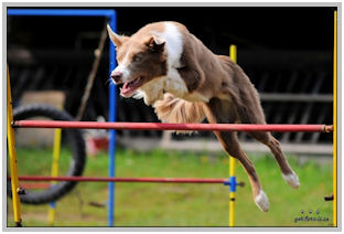 border collie speedy dream