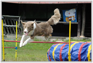 border collie speedy dream