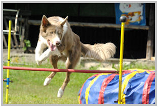 border collie speedy dream