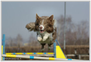 border collie speedy dream