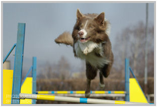 border collie speedy dream