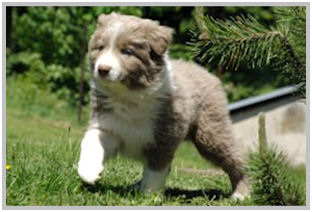 border collie speedy dream