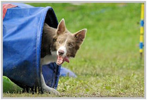 border collie speedy dream