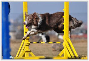 border collie speedy dream