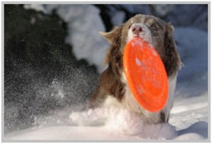 border collie speedy dream