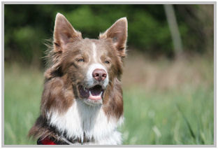 border collie speedy dream