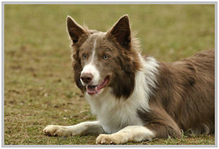 border collie speedy dream