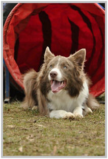 border collie speedy dream
