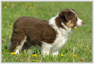 border collie speedy dream