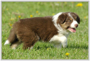 border collie speedy dream