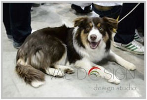 border collie speedy dream