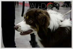 border collie speedy dream