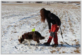 border collie speedy dream