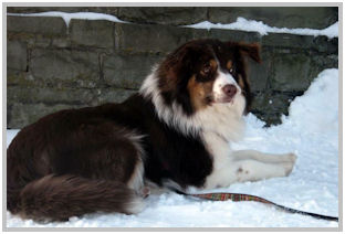 border collie speedy dream
