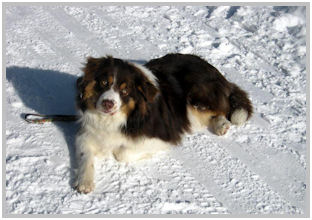 border collie speedy dream