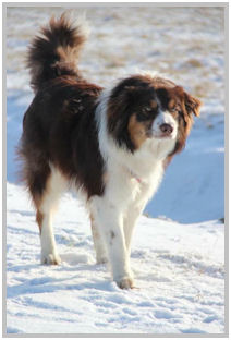 border collie speedy dream
