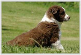 border collie speedy dream