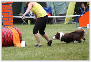 border collie speedy dream