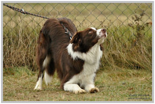 border collie speedy dream