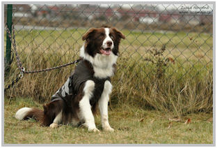 border collie speedy dream