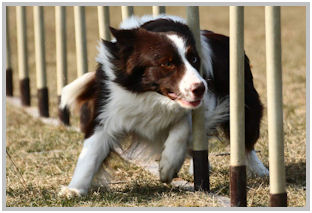 border collie speedy dream