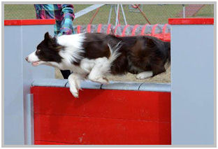 border collie speedy dream