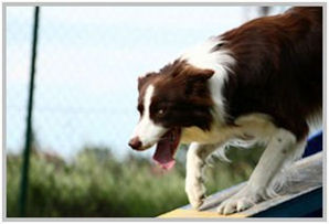 border collie speedy dream