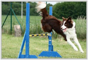 border collie speedy dream