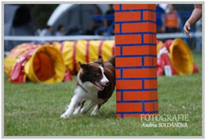 border collie speedy dream