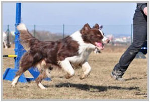 border collie speedy dream