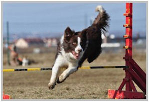 border collie speedy dream