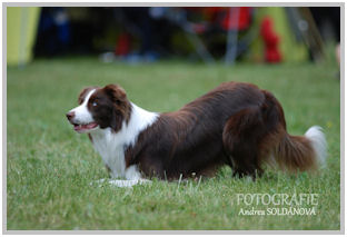 border collie speedy dream