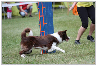 border collie speedy dream