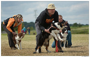 border collie speedy dream