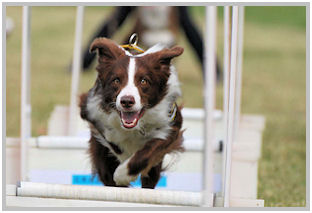 border collie speedy dream