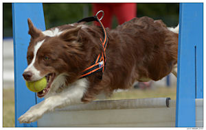 border collie speedy dream