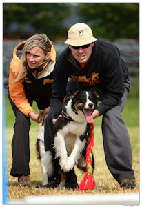 border collie speedy dream