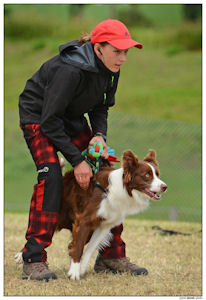 border collie speedy dream