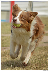 border collie speedy dream