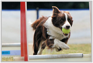 border collie speedy dream